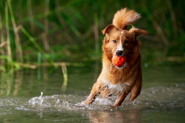 Pies nad wodą