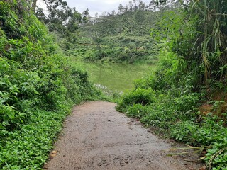 Road in the forest