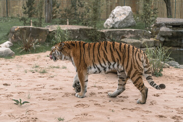 tiger in the zoo