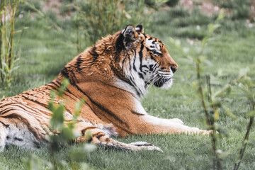 tiger in the zoo
