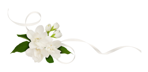 Jasmine flowers and satin ribbon in a corner floral arrangement isolated on white or transparent background