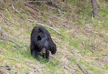 Black Bear in Yellowstone National Park in Springtime