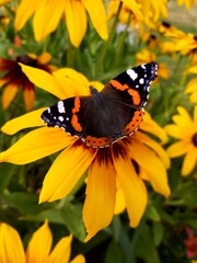 butterfly on flower