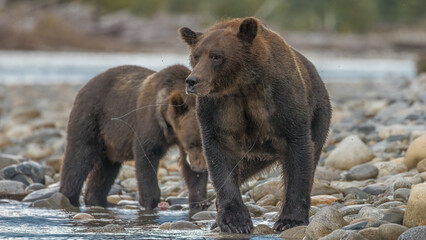 Grizzly Familie auf der Futtersuche
