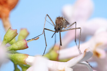 A mosquito is resting on a plant against a blue sky background.