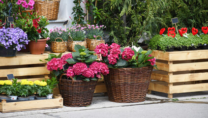 A product image of a flower shop: pink and white hydrangeas in the foreground and carnations behind them in wicker baskets, marigolds and other flowers in cups nearby, on a background of thujas, etc.