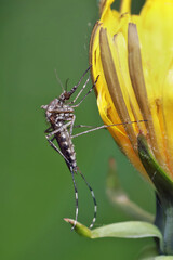 A mosquito rests on a yellow flower against the background of other plants.