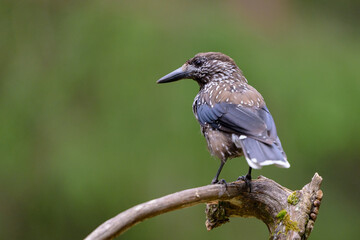 European spotted nutcracker (Nucifraga caryocatactes)