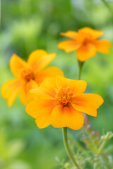 Orange gem marigold (Tagetes tenuifolia 'Orange Gem') edible flower