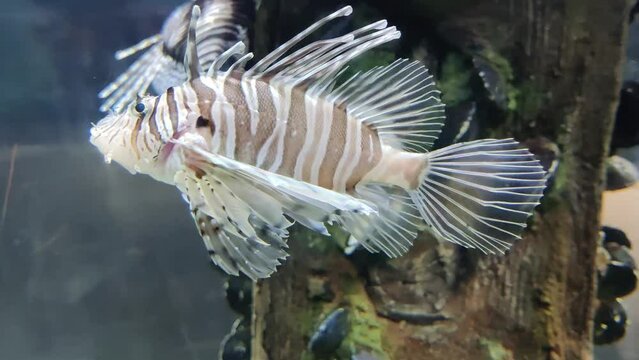 Zebra Lion Fish swimming gracefully in a saltwater aquarium.