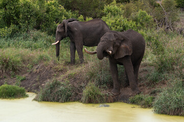 Obraz premium Loxodonta africana - African bush elephant - African savanna elephant - Éléphant de savane d'Afrique - Éléphant de savane - Elephant africain