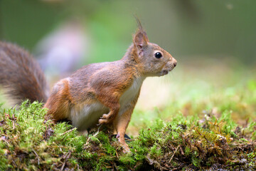Cute Norwegian Red squirrel (Sciurus vulgaris) in sommer forest