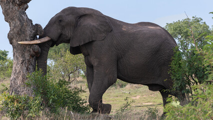 Loxodonta africana - African bush elephant - African savanna elephant - Éléphant de savane d'Afrique - Éléphant de savane - Elephant africain - obrazy, fototapety, plakaty