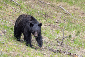 Black Bear in Yellowstone National Park in Springtime
