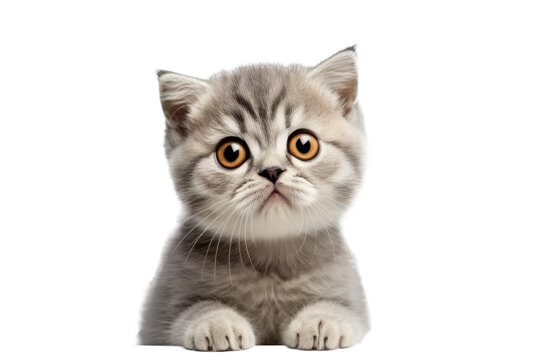 Cute fluffy portrait kitty Cat Scottish fold looking at camera isolated on clear png background, funny moment, pet concept, with Generative Ai.