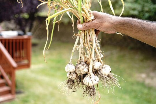 Hnad holding freshly harvested garlic from garden, organic farming concept