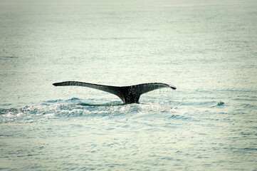 Fototapeta premium A whale's tail, seen near the Icelandic town of Husavik