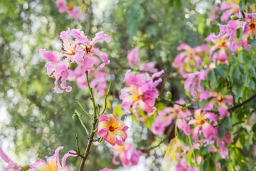 Ceiba speciosa or the floss silk tree in bloom with pink flowers in city park