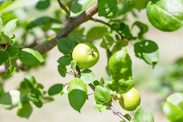 Young growing green apples on an apple tree. Growing fruits in the garden.