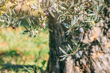A vibrant stock photo capturing the lush greenery and neatly aligned rows of olive trees at Olive...