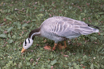 goose on grass