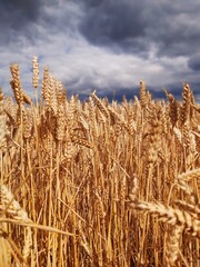 ears of wheat on the field against the background of a stormy sky
