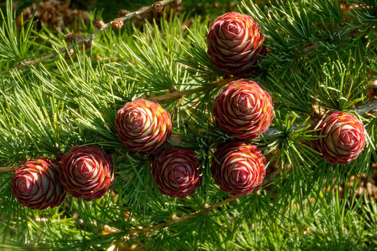 Larch strobili: young ovulate cones.