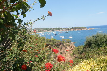 Flores en la costa
