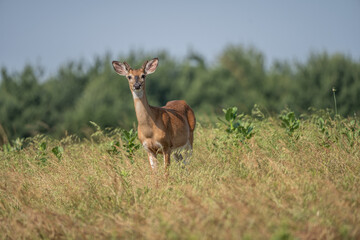 Young White-tailed Deer with Antlers