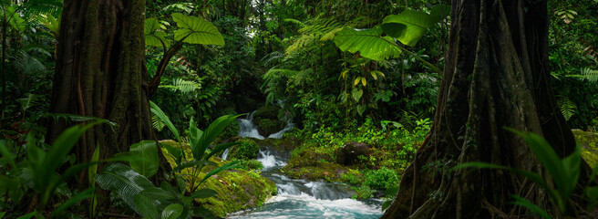 Tropical rainforest with river stream - obrazy, fototapety, plakaty