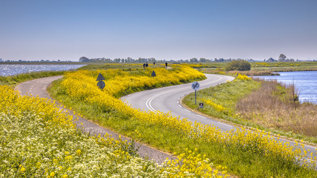 Bicycle track with cyclist with yellow flowers