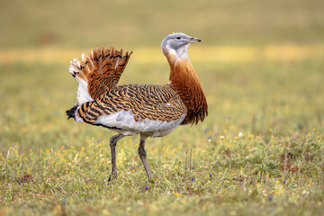 Great Bustard Walking in Grassland