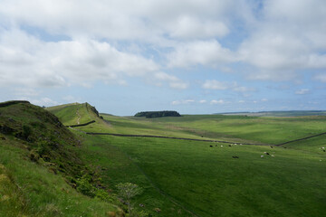 Fototapeta na wymiar Green Field with Blue Skies, Clouds, and Livestock
