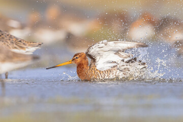 Group of Black Tailed Godwit with Bright Background