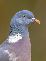 Headshot portrait of Wood pigeon