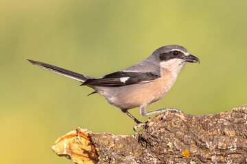 Iberian Grey Shrike on bright background