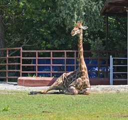 Handsome Giraffe (Giraffa camelopardalis) resting