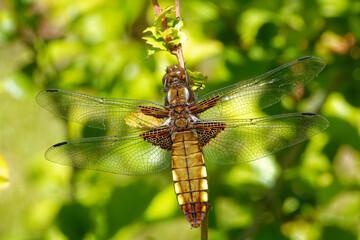Libellula depressa, a female specimen, on a Chaenomeles branch.