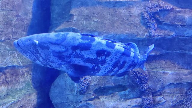 areolate grouper (Epinephelus areolatus) in under water