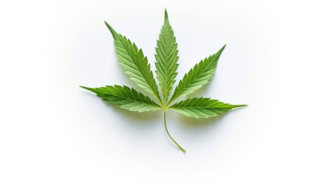 marijuana leaf isolated on white HD 8K wallpaper Stock Photographic Image