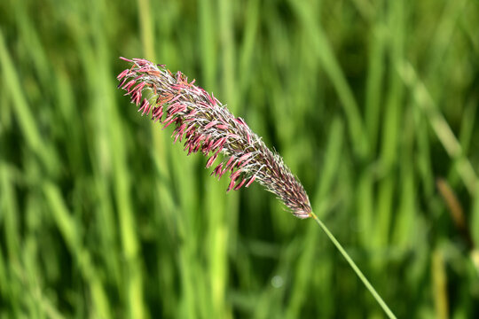 Flower of Alopecurus pratensis, grass, close-up view on natural background
