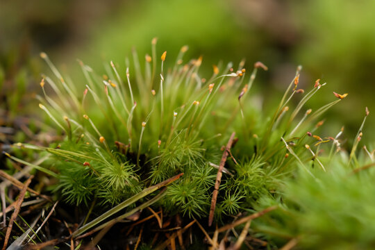Close up of Common Hair Moss Polythricum commune