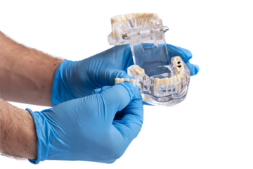 In hand dentists dental teeth teaching model showing each tooth