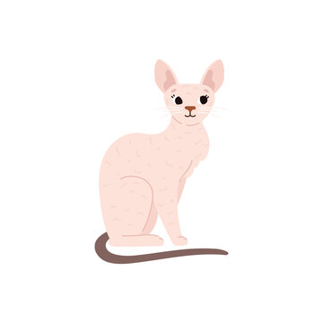 Vector illustration isolated of cute hand drawn Cornish rex cat breed, white shorthair kitten with dark tail sitting, cartoon pets