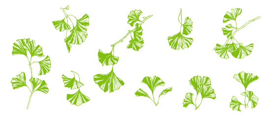 Set of decorative green ginkgo leaves.Vector graphics.