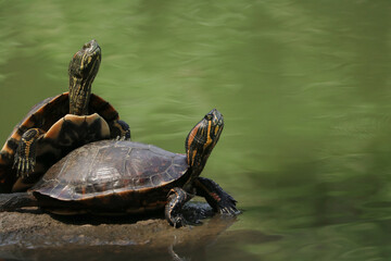 Two turtles ( Trachemys dorbigni ) lying on a rock, in a pound, while sunbathing. 