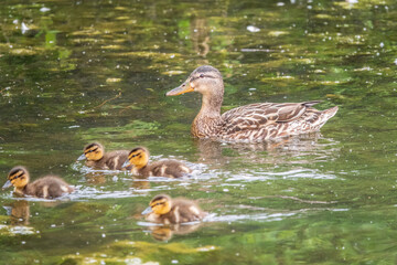 A family of ducks, a duck and its little ducklings are swimming in the water. The duck takes care of its newborn ducklings. Mallard, lat. Anas platyrhynchos