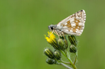 Macro Photography of Moth on Twig of Plant.