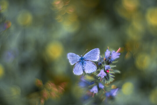 Polyommatus icarus, common blue butterfly on a flower in the meadow vintage lens rendering