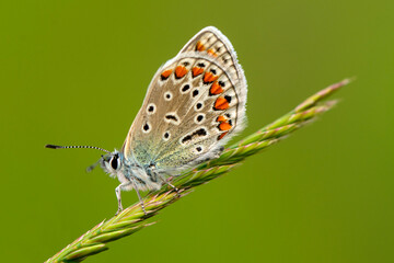 Macro shots, Beautiful nature scene. Closeup beautiful butterfly sitting on the flower in a summer garden.